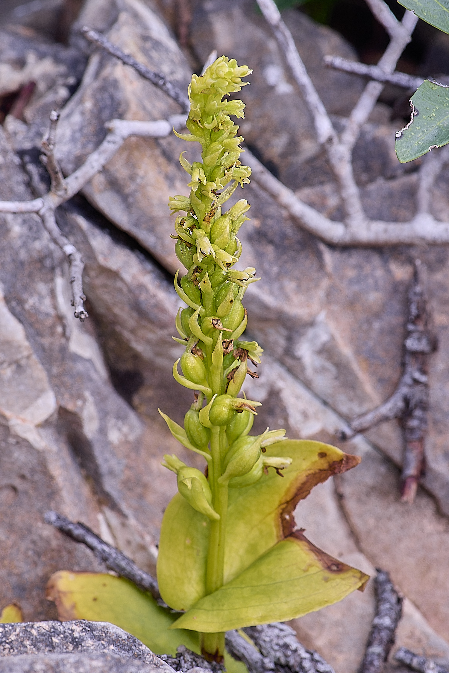 CSTVFlower12180325-1