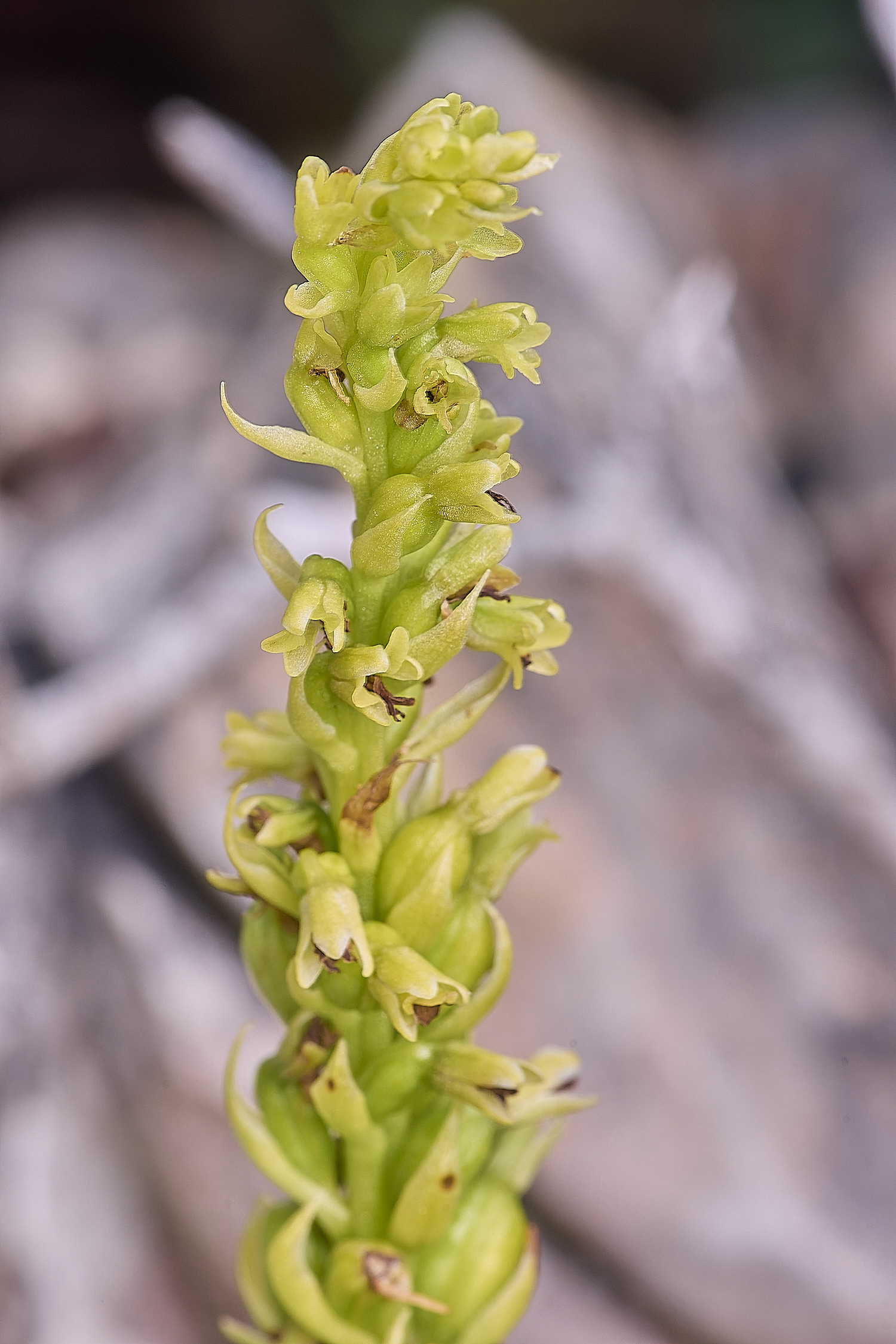 CSTVFlower12180325-3