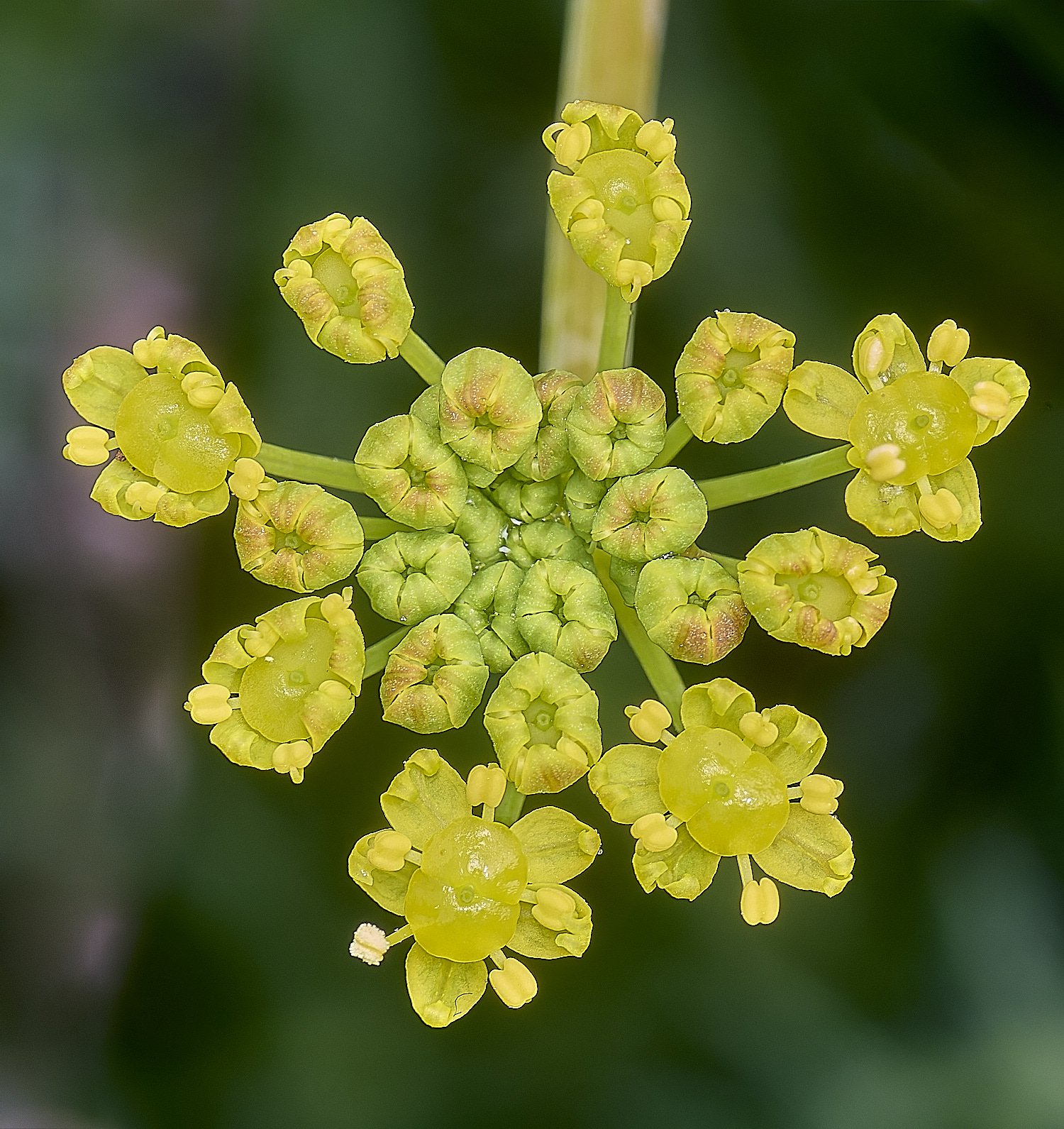 CSTVFlower13180325-1