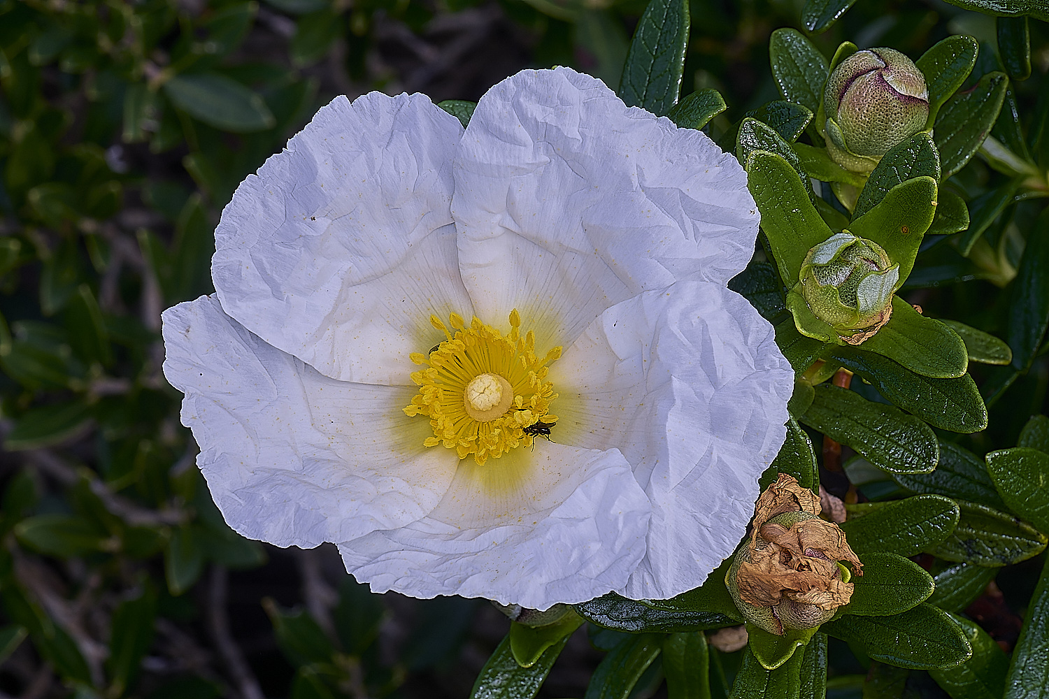 CSTVFlower14180325-1