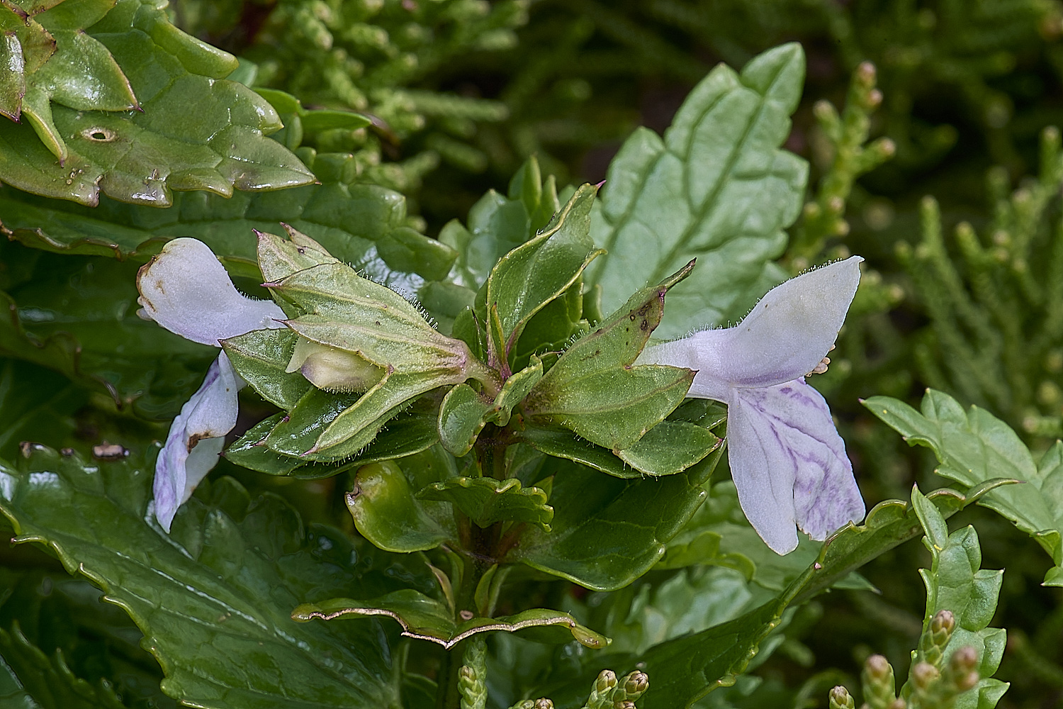 CSTVFlower15180325-2