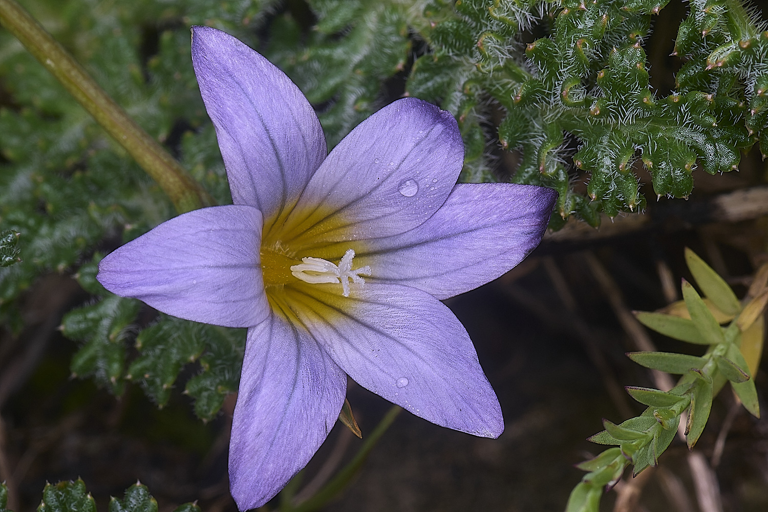 CSTVFlower16180325-1