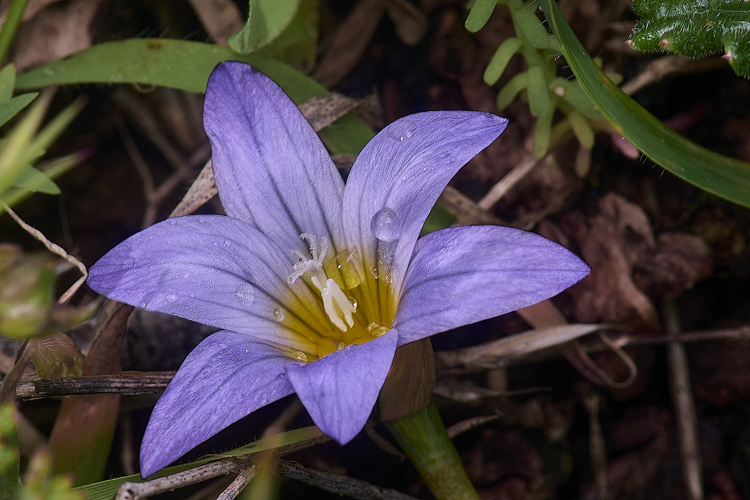 CSTVFlower16180325-2