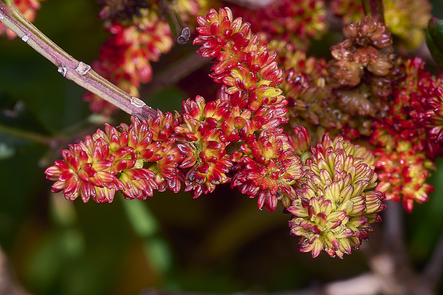 CSTVFlower17180325-1