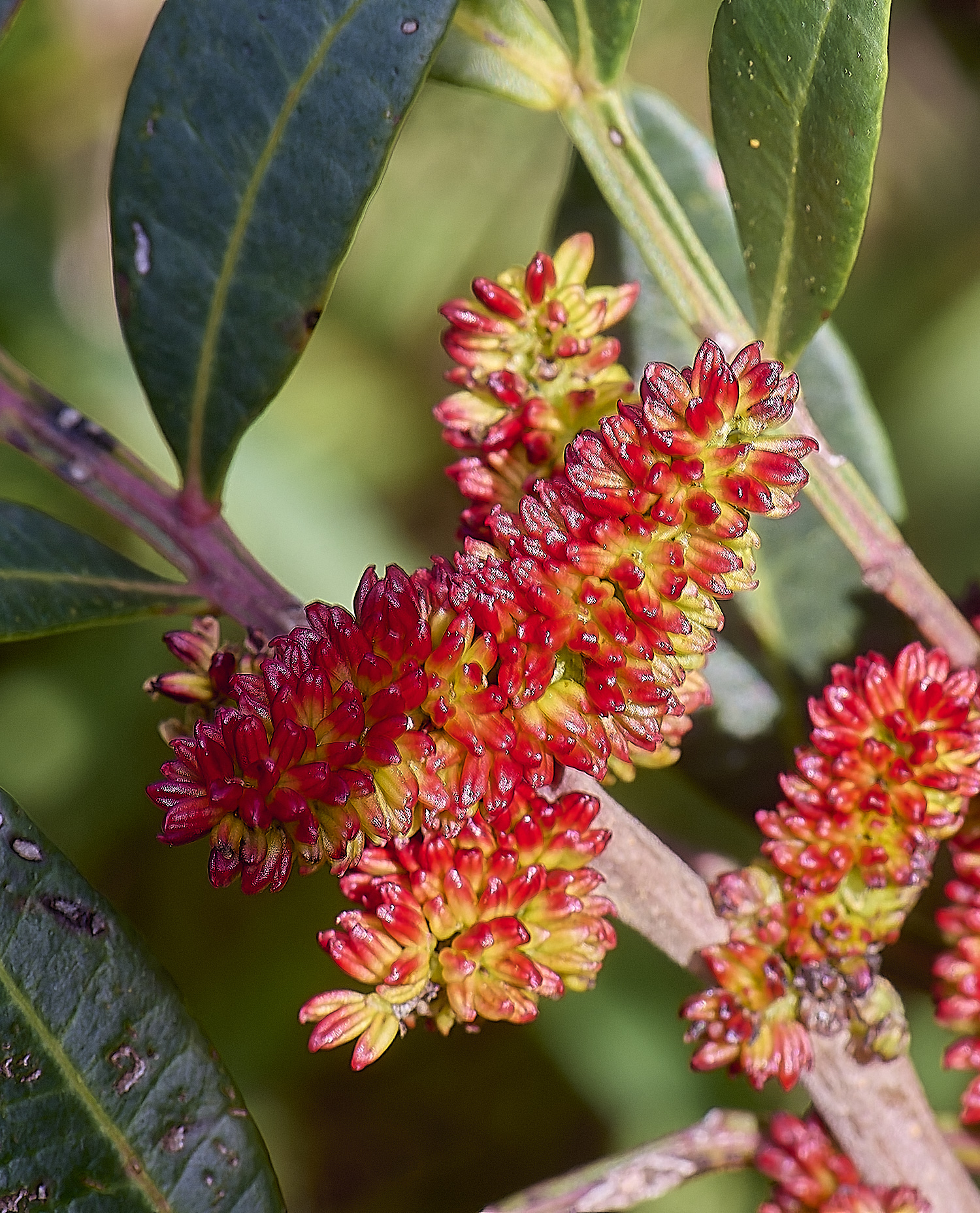 CSTVFlower18180325-2