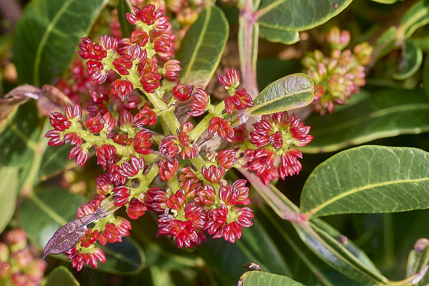 CSTVFlower18180325-3