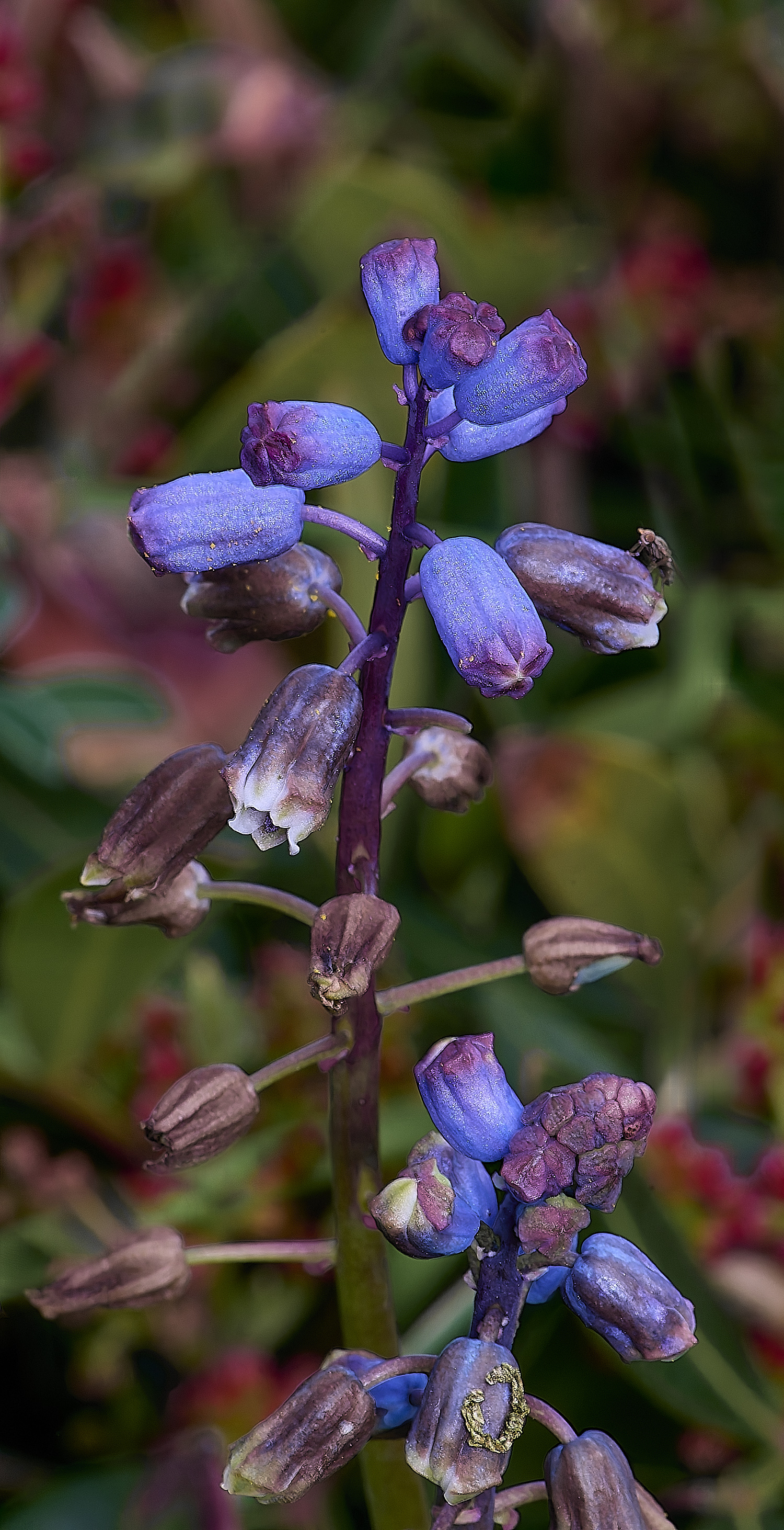 CSTVFlower19180325-1