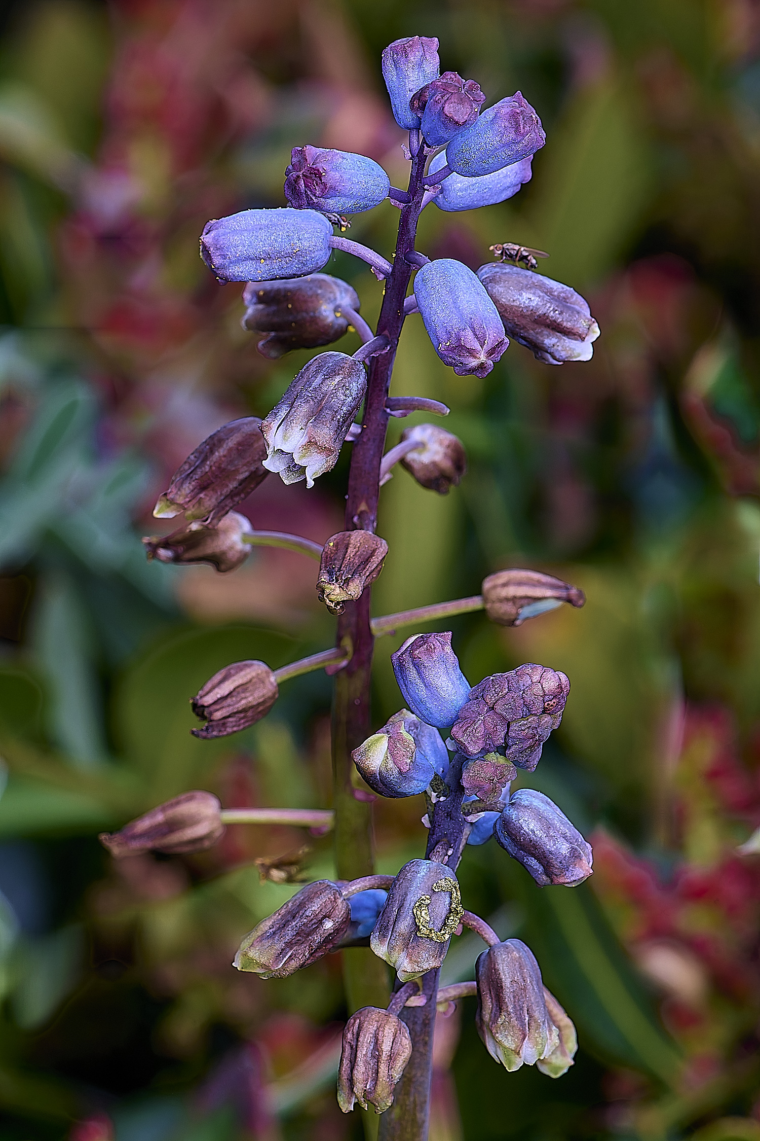 CSTVFlower19180325-2