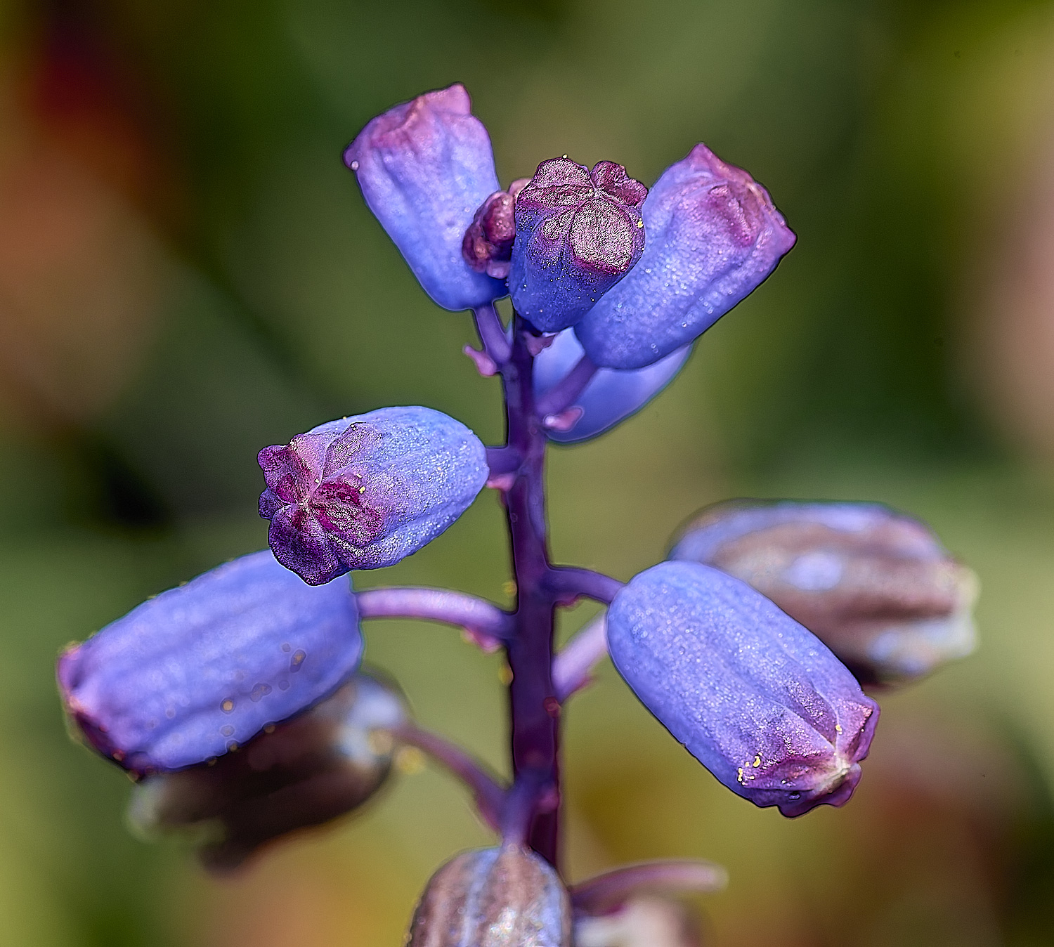 CSTVFlower19180325-3