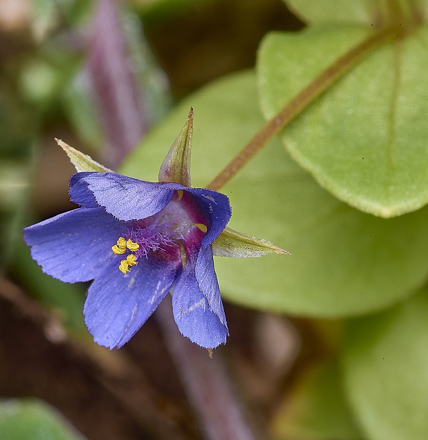 CSTVFlower20180325-1