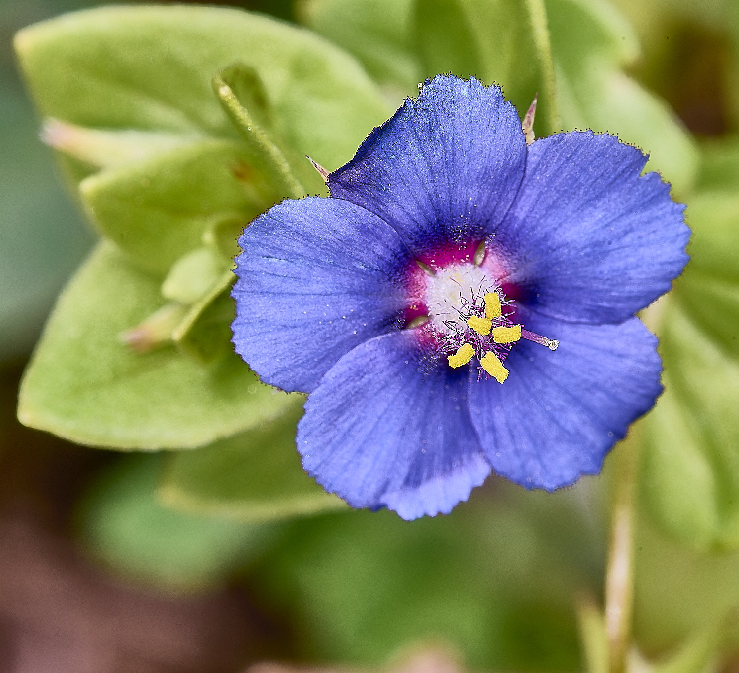 CSTVFlower20180325-2