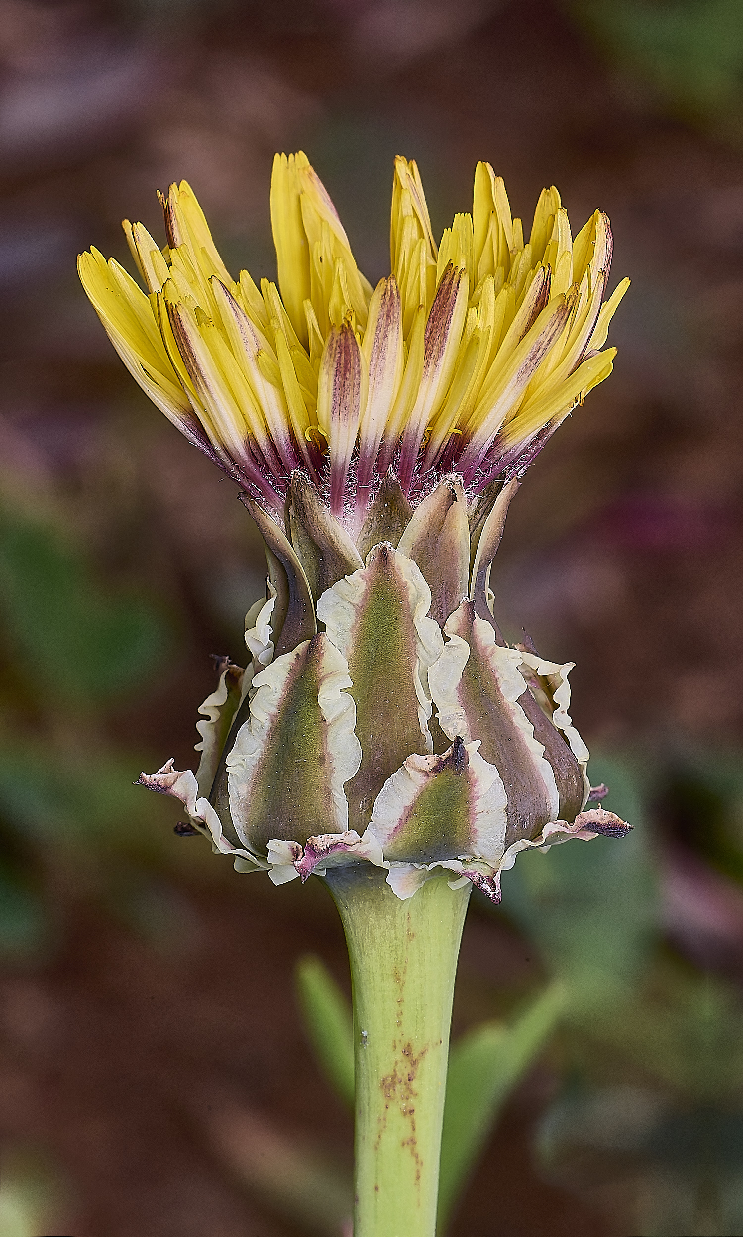 CSTVFlower21180325-1