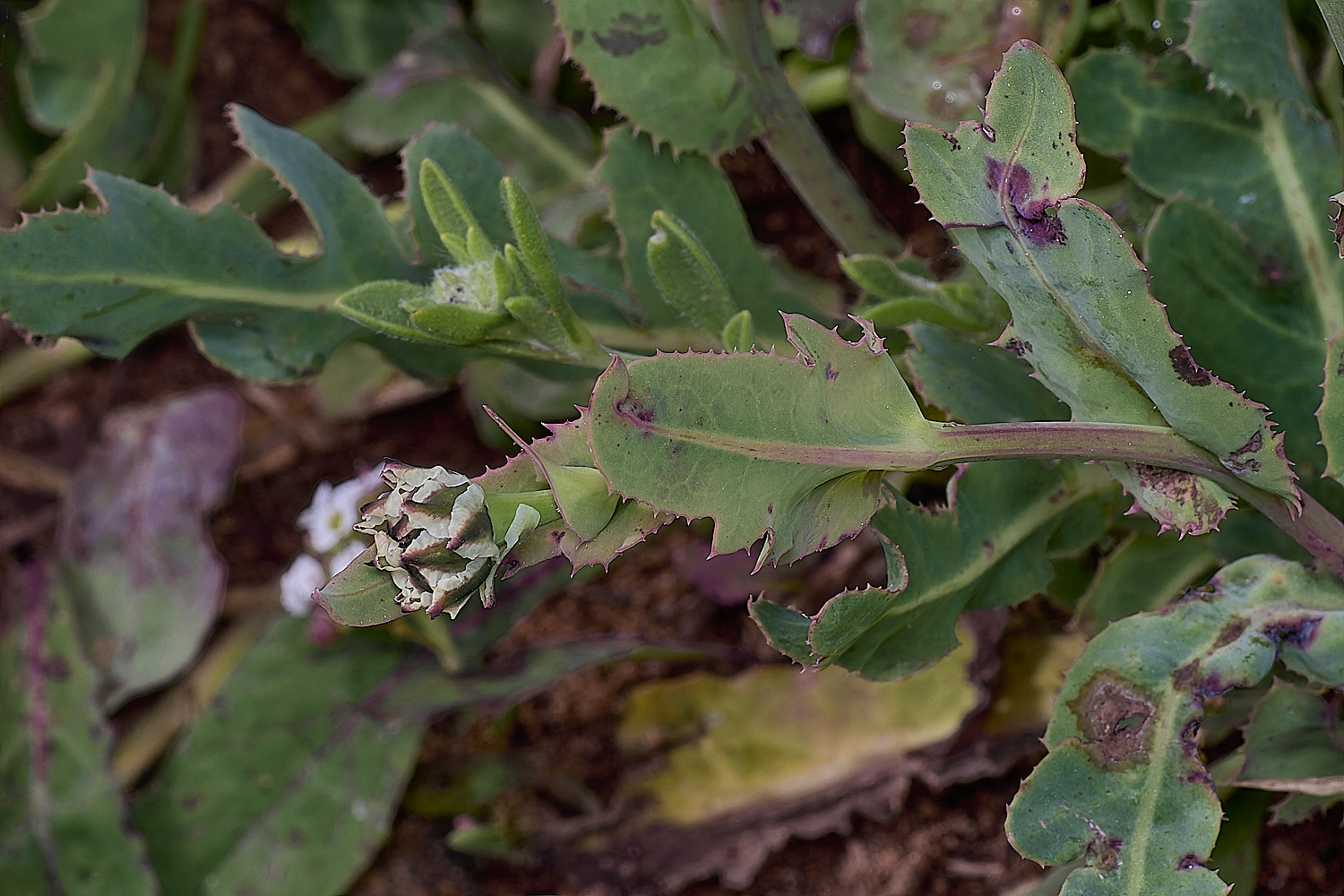 CSTVFlower21180325-2