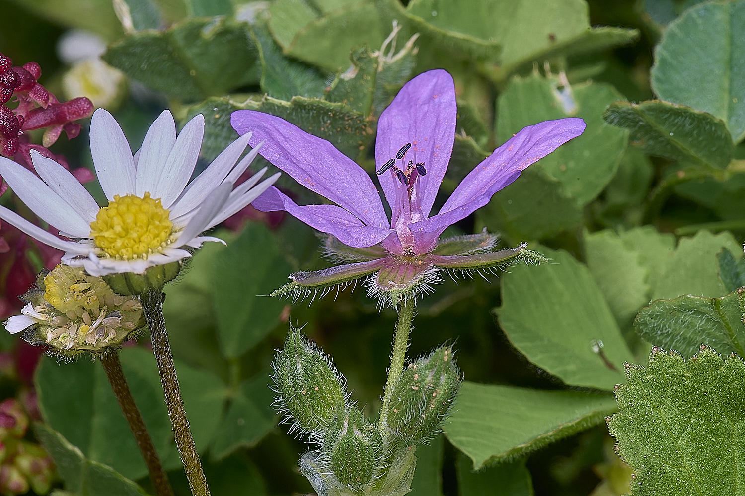 CSTVFlower22180325-1