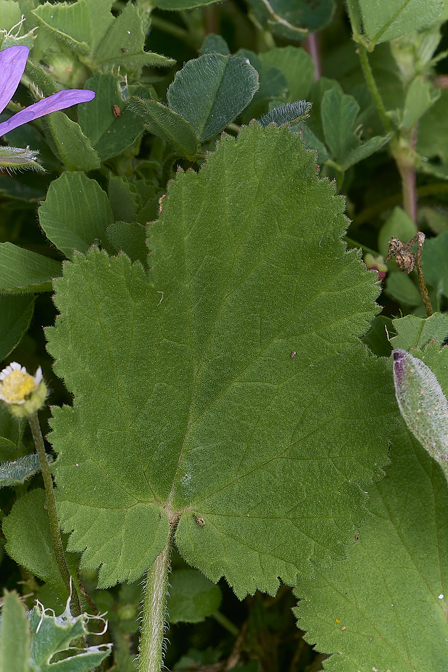 CSTVFlower22180325-2