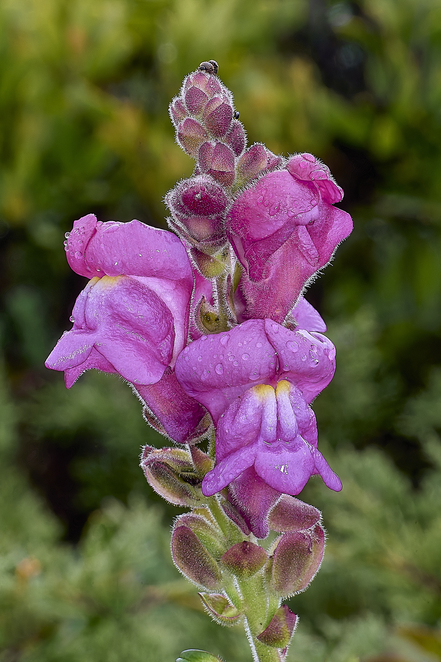 CSTVFlower23180325-1