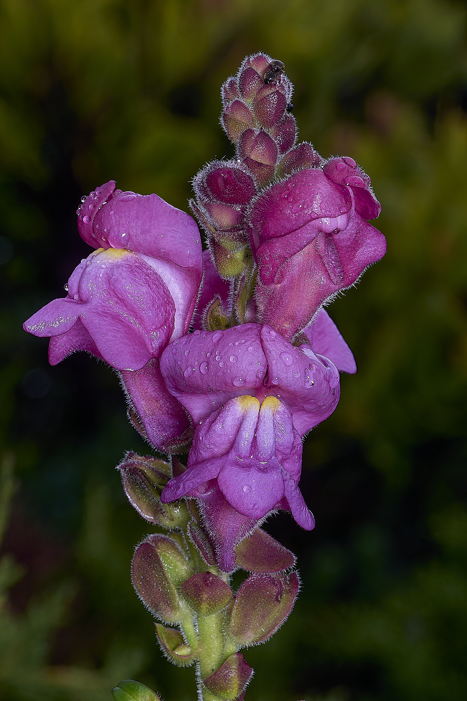 CSTVFlower23180325-2