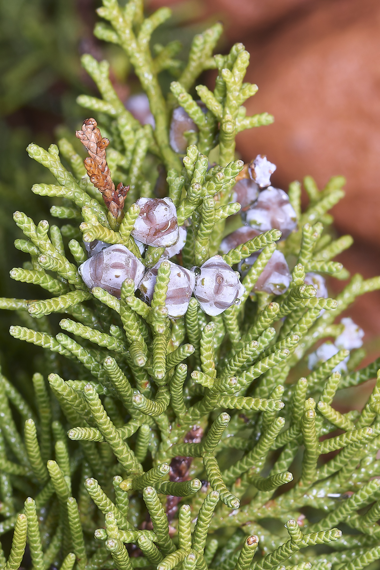 CSTVFlower24180325-1