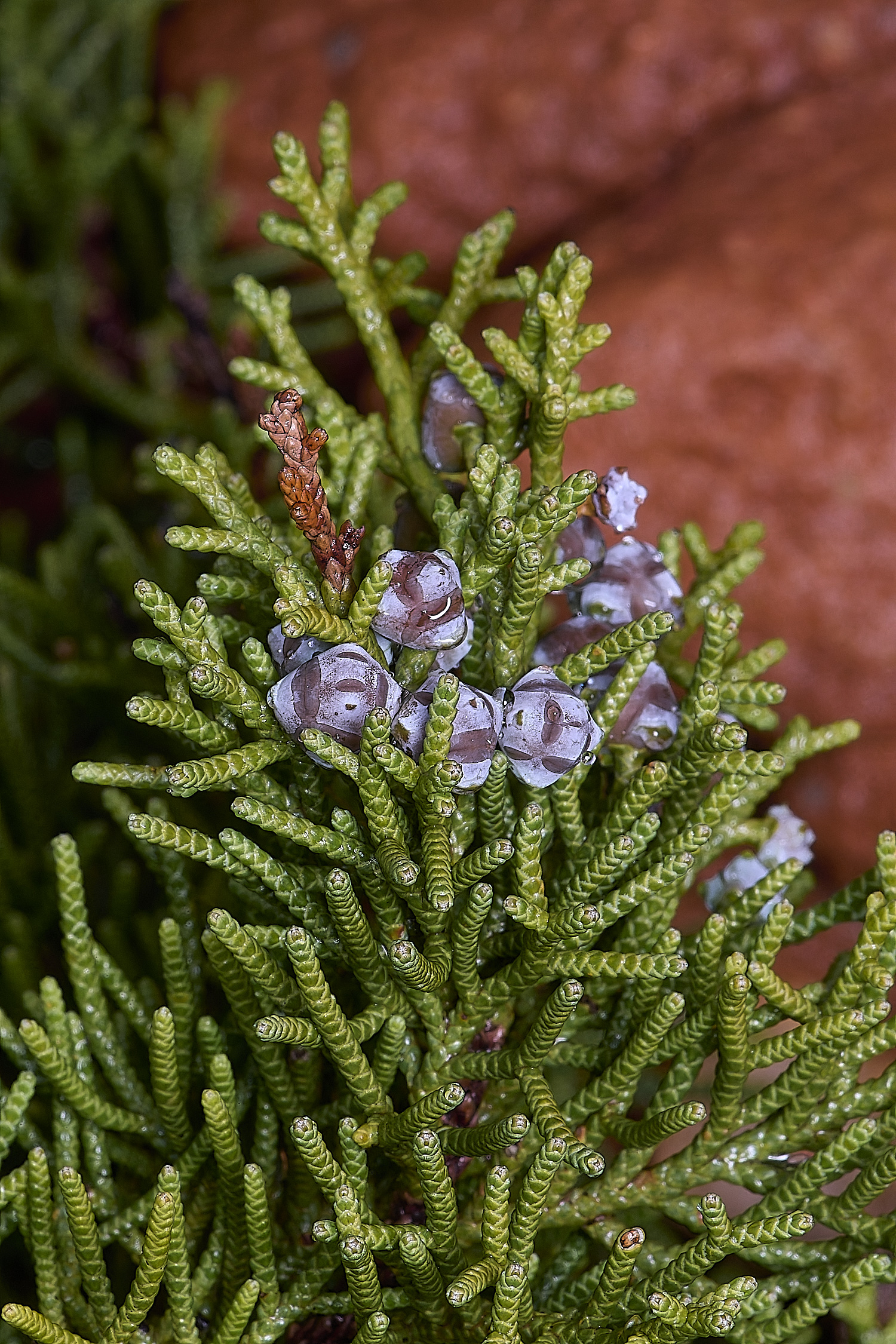 CSTVFlower24180325-2