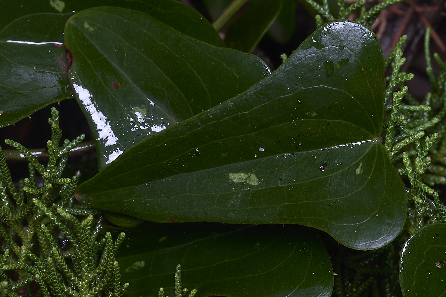 CSTVFlower25180325-1