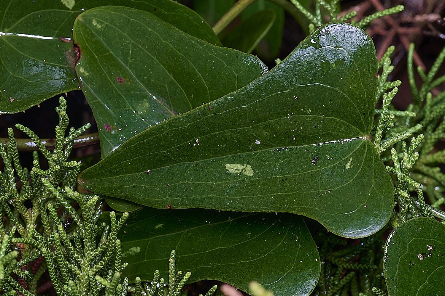 CSTVFlower25180325-2