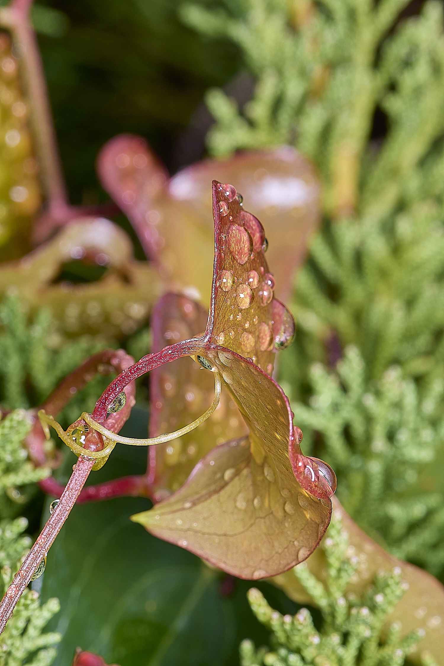 CSTVFlower25180325-3