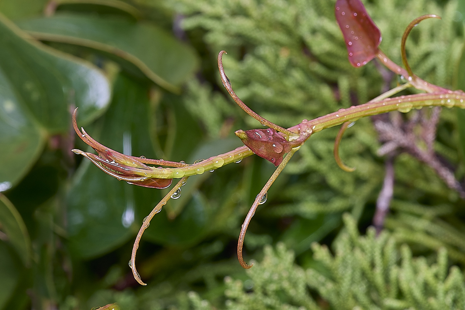 CSTVFlower25180325-4