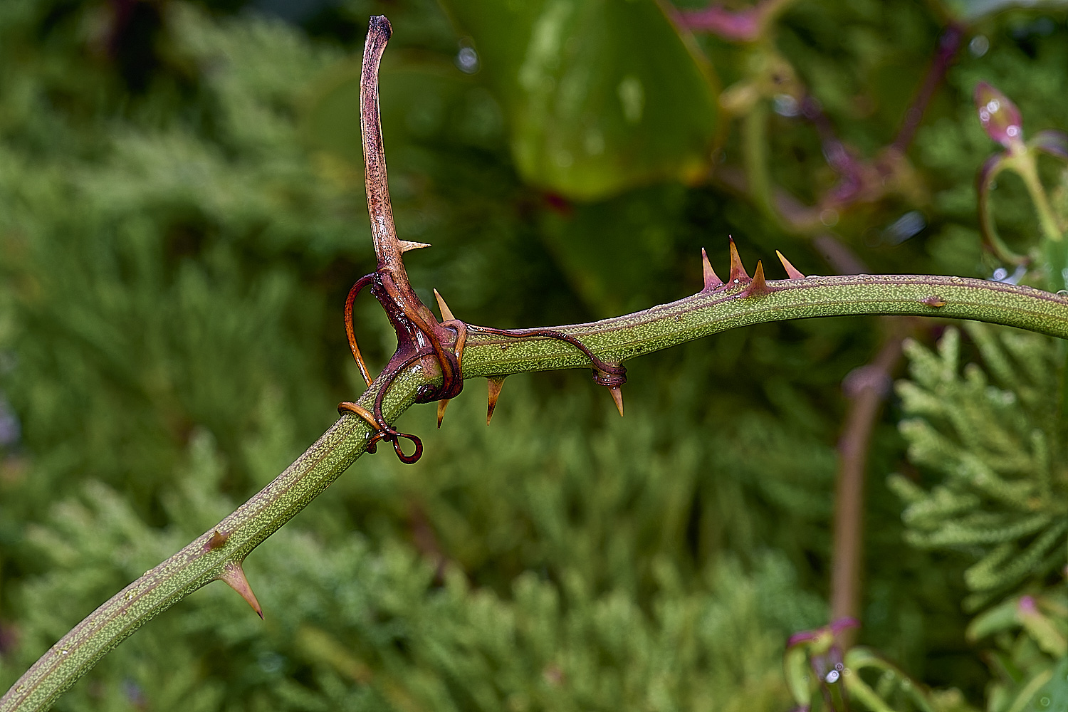 CSTVFlower25180325-5