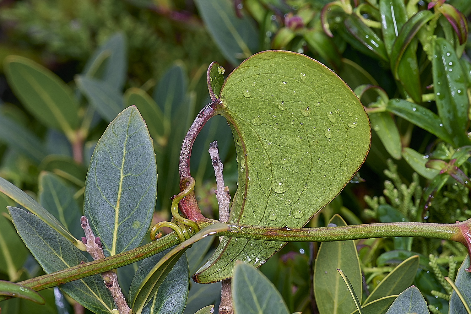 CSTVFlower25180325-6