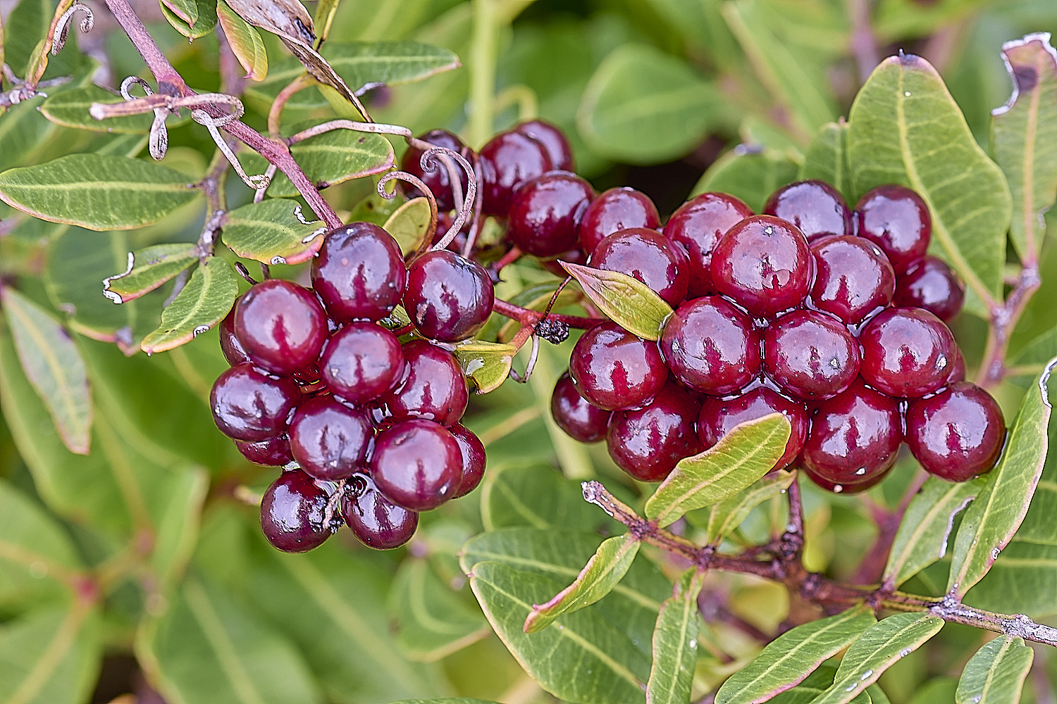 CSTVFlower25180325-7