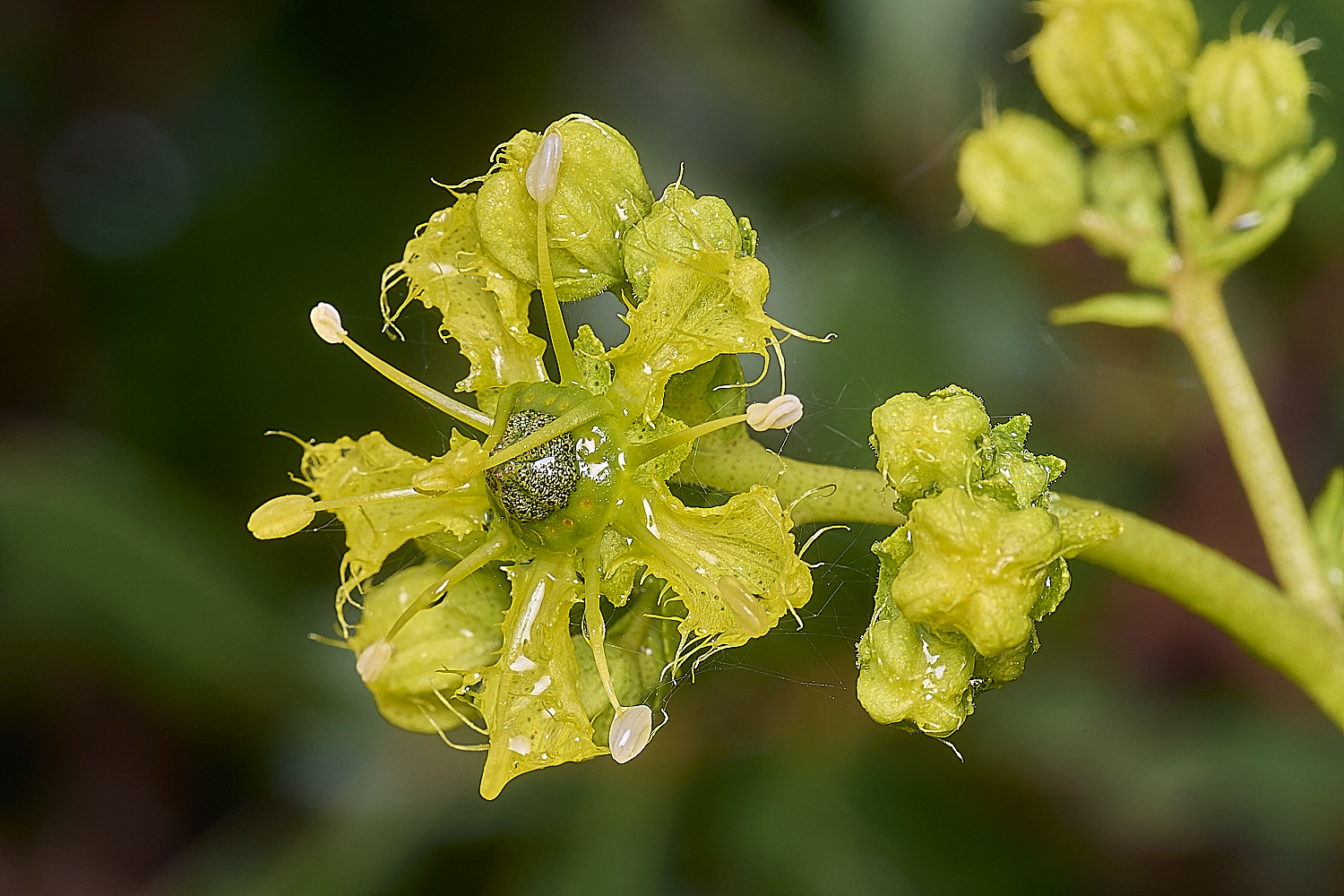 CSTVFlower26180325-1