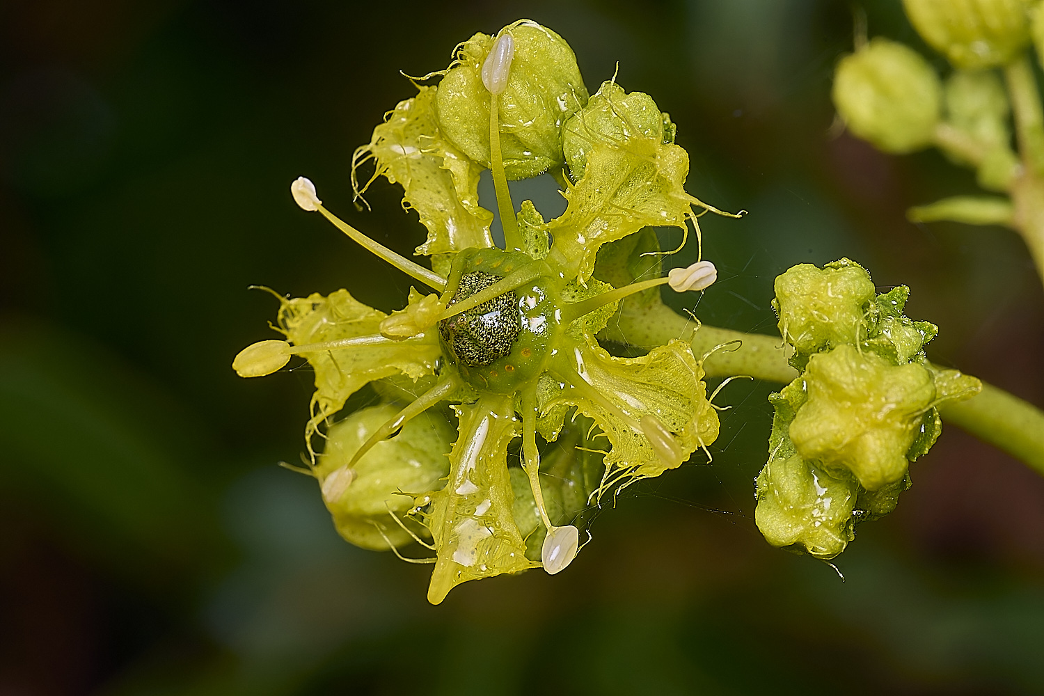 CSTVFlower26180325-2