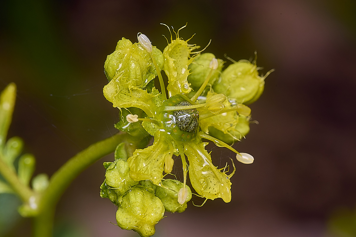 CSTVFlower26180325-3