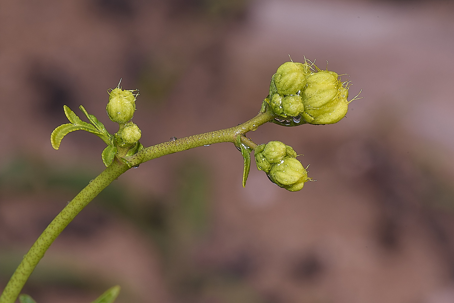 CSTVFlower26180325-4