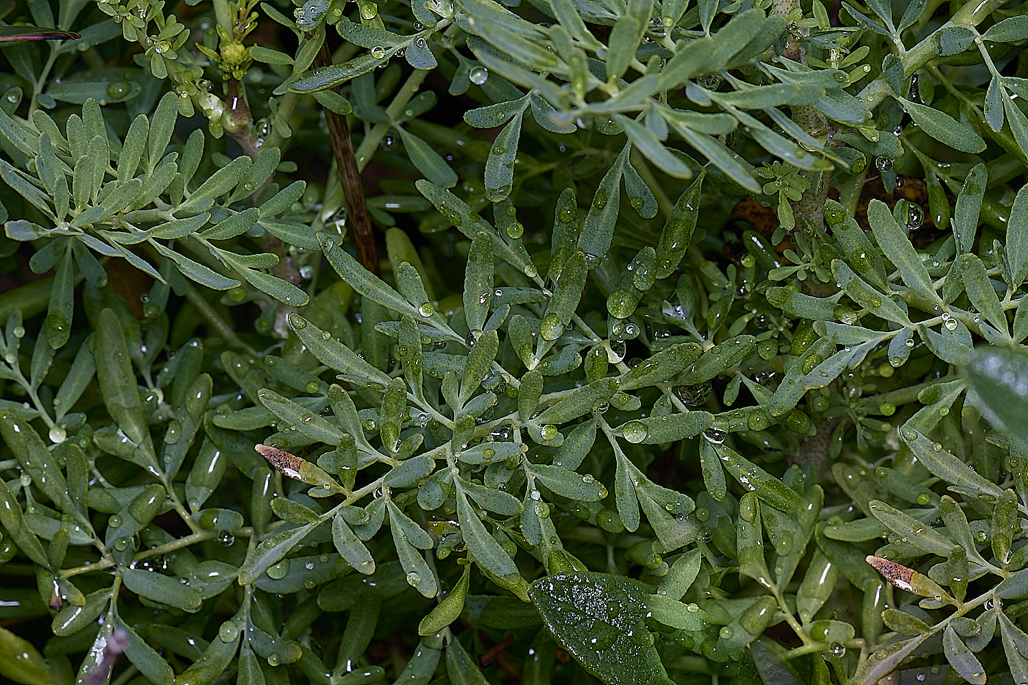 CSTVFlower26180325-5