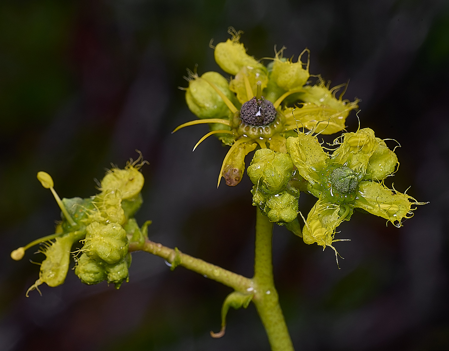 CSTVFlower26180325-6