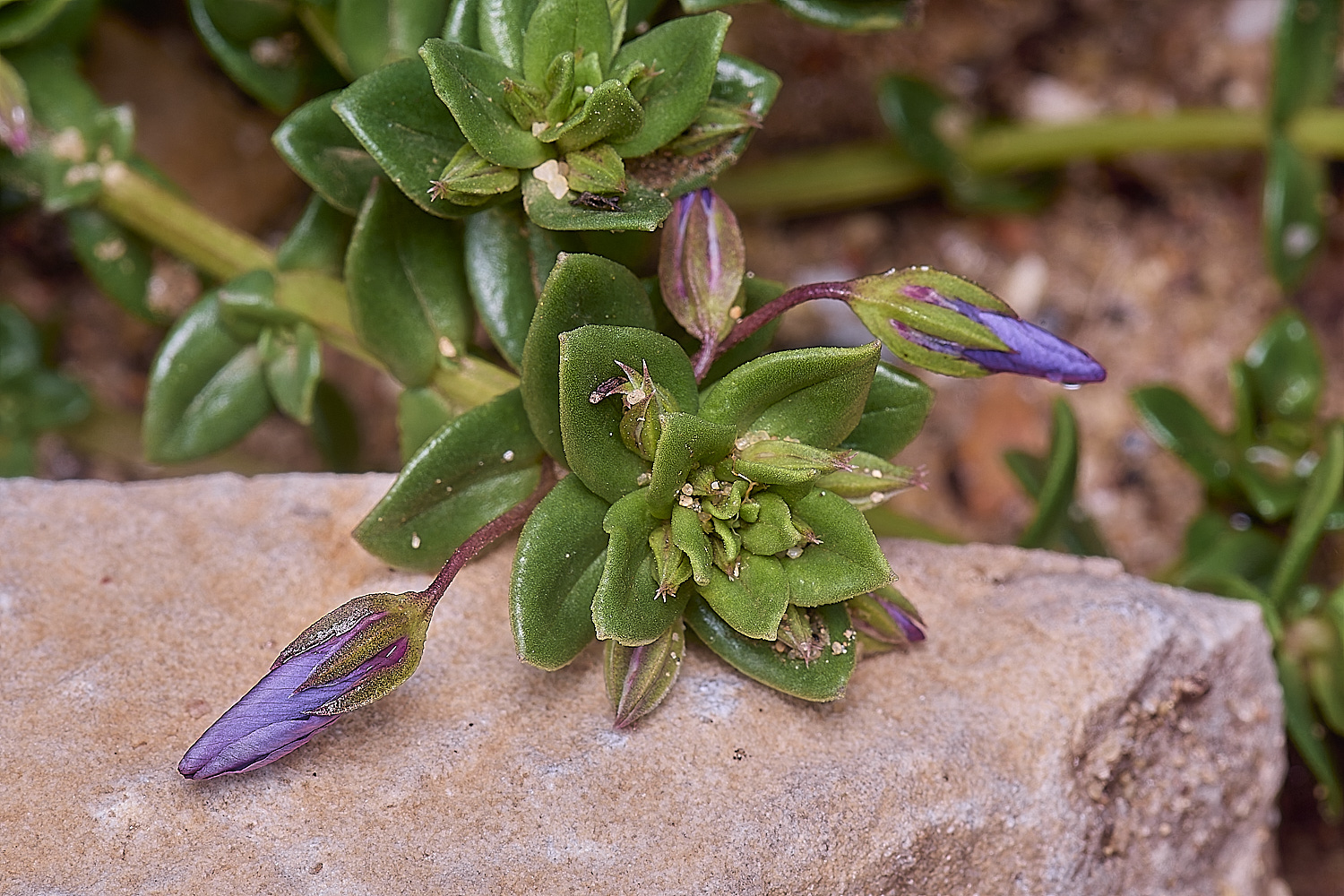 CSTVFlower27180325-2