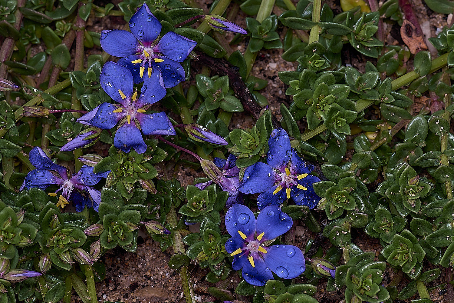 CSTVFlower27180325-3