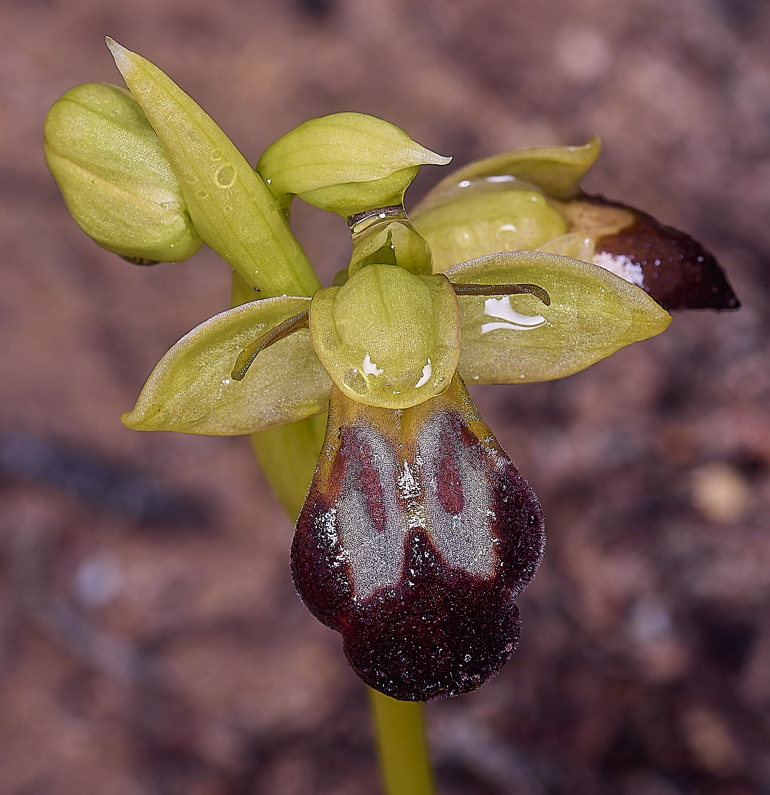 CSTVFlower28180325-2