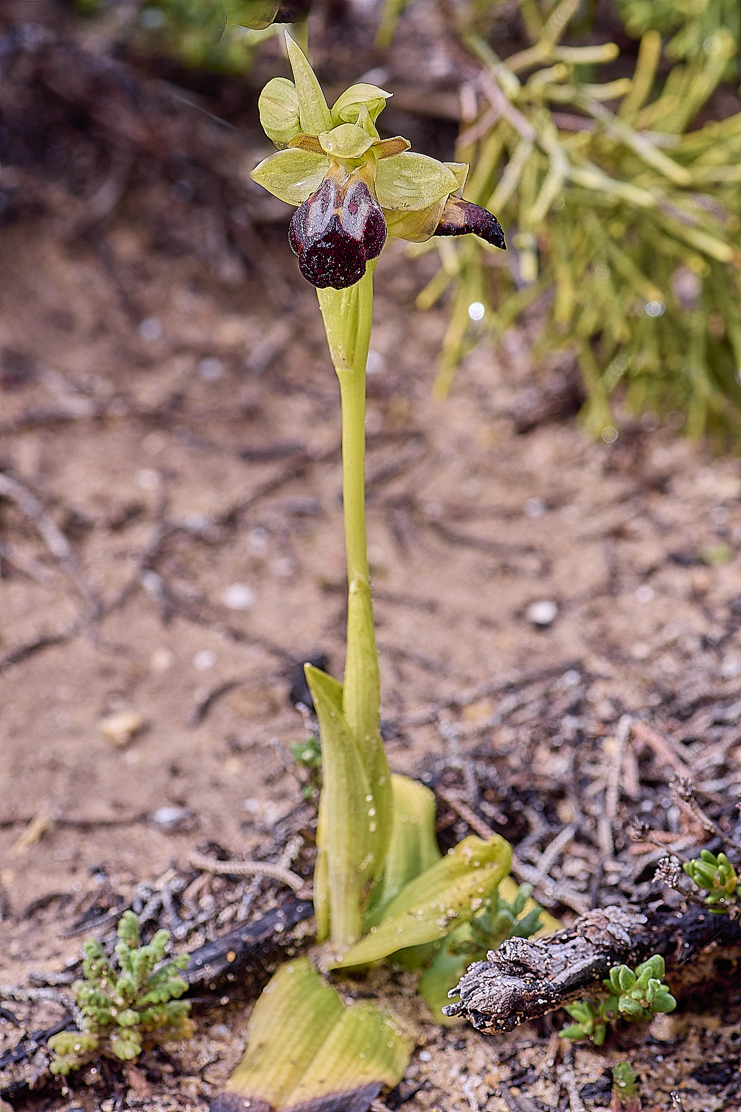 CSTVFlower28180325-3