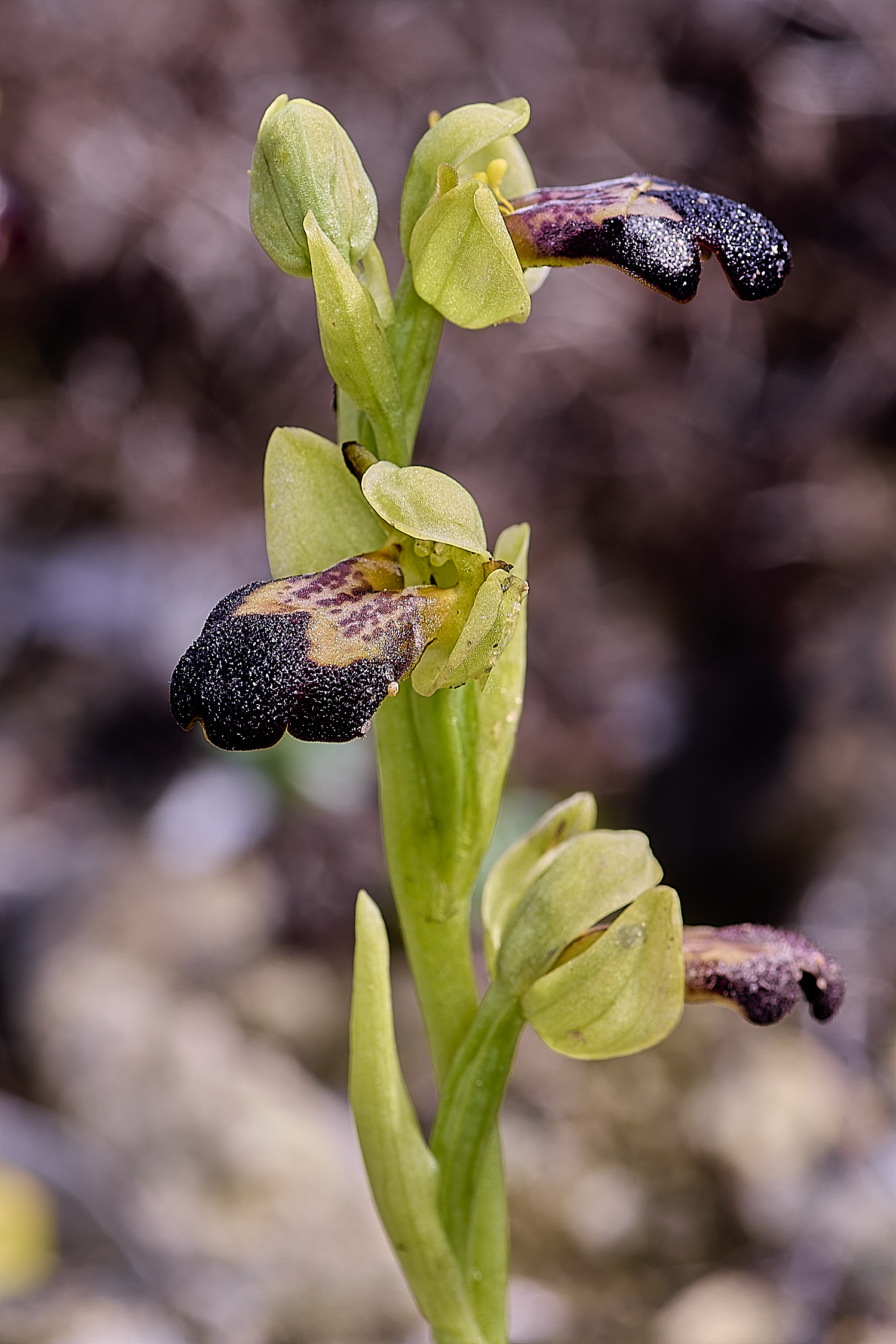 CSTVFlower28180325-4