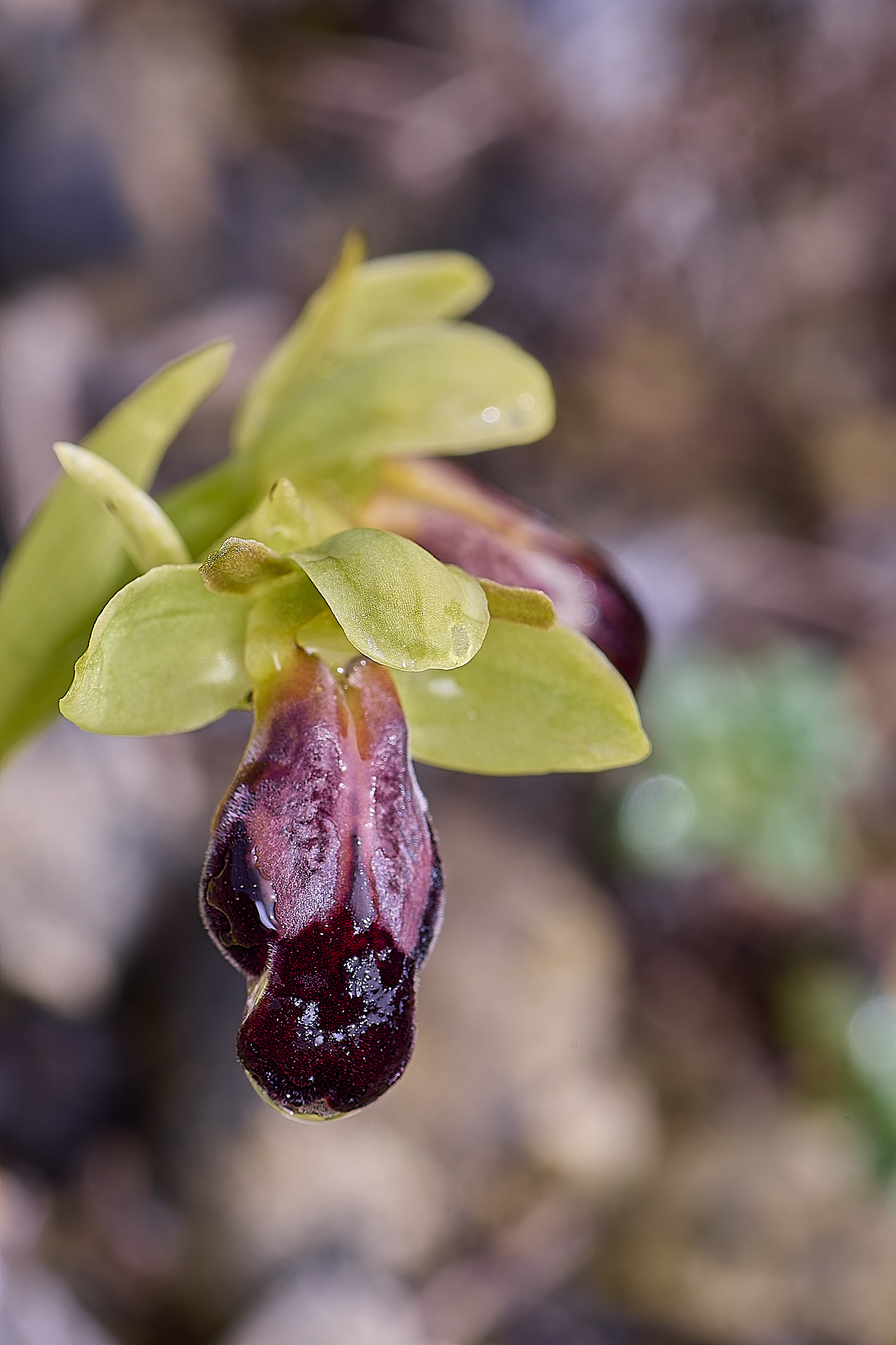 CSTVFlower28180325-5