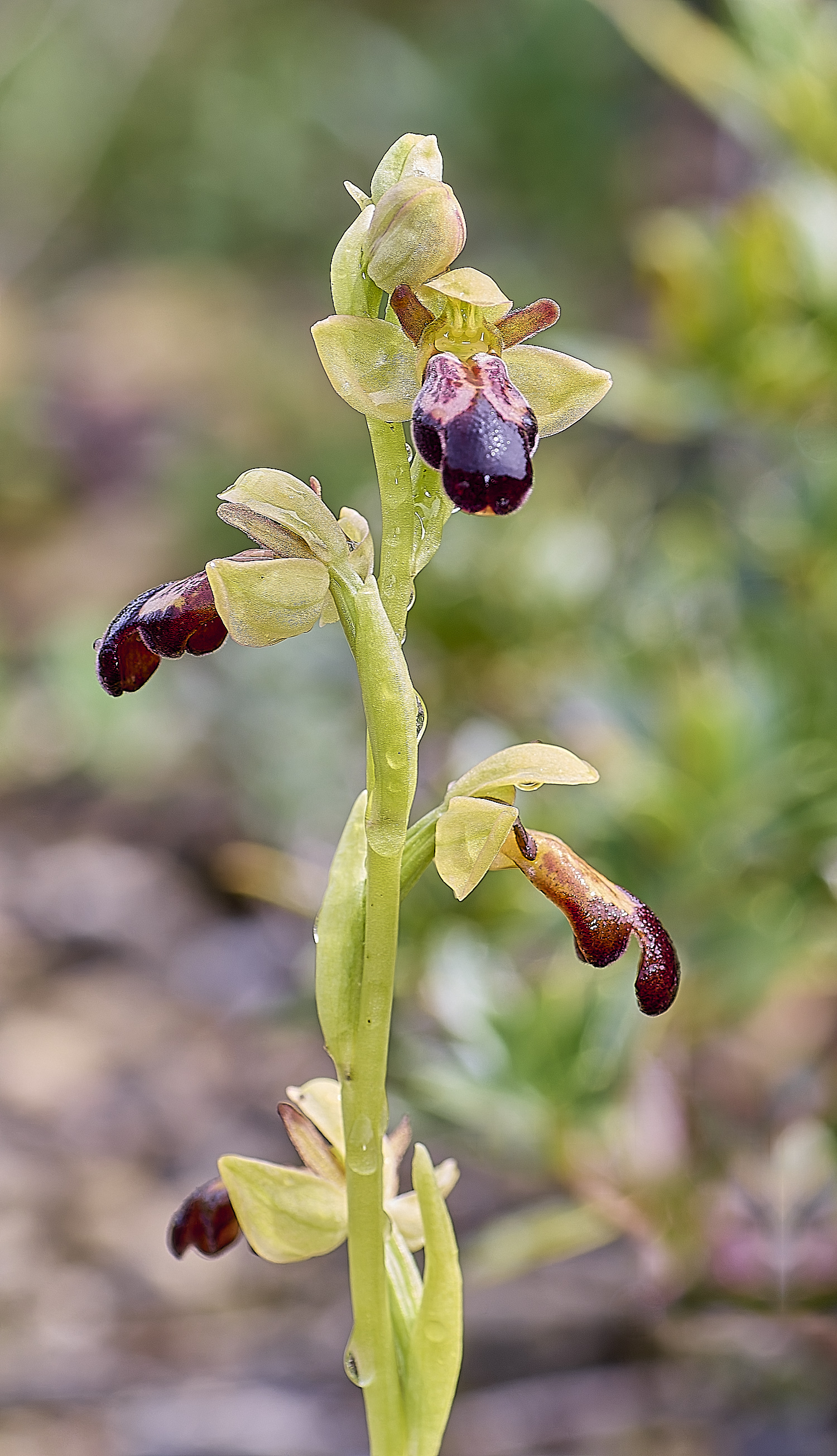 CSTVFlower28180325-6