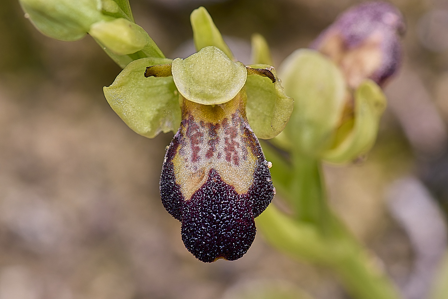 CSTVFlower28180325-7