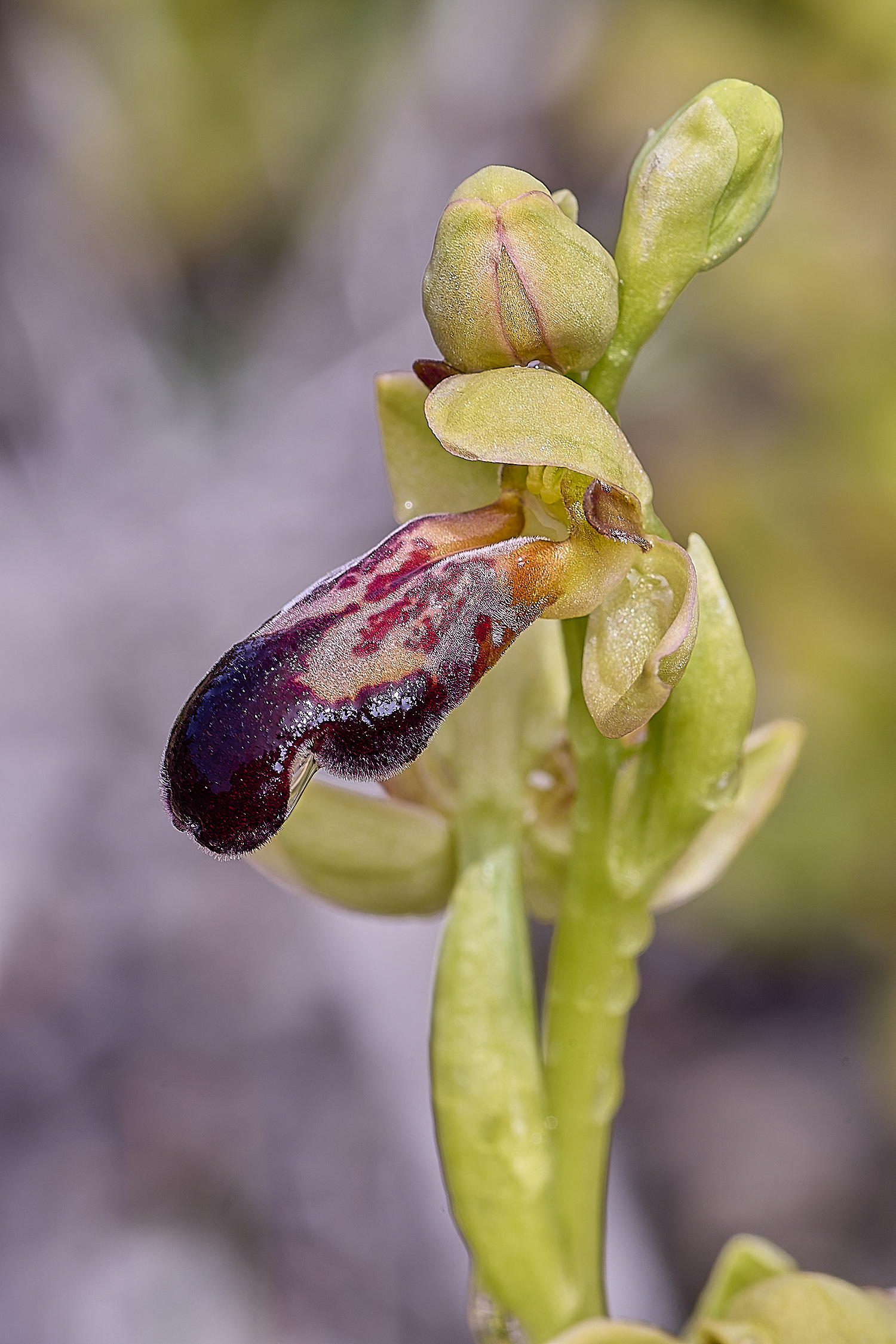 CSTVFlower28180325-8