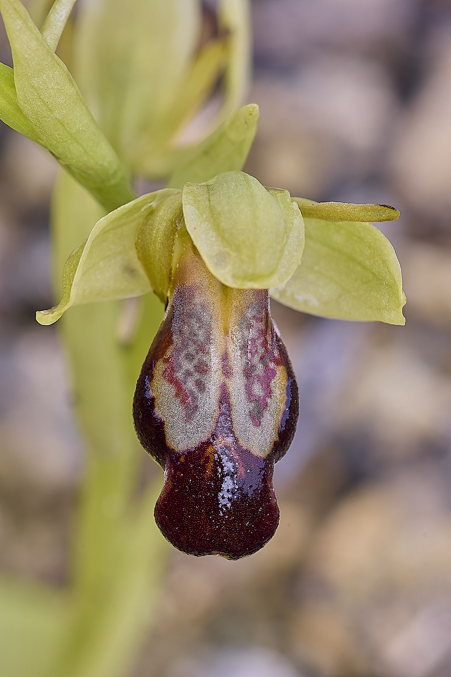 CSTVFlower28180325-9