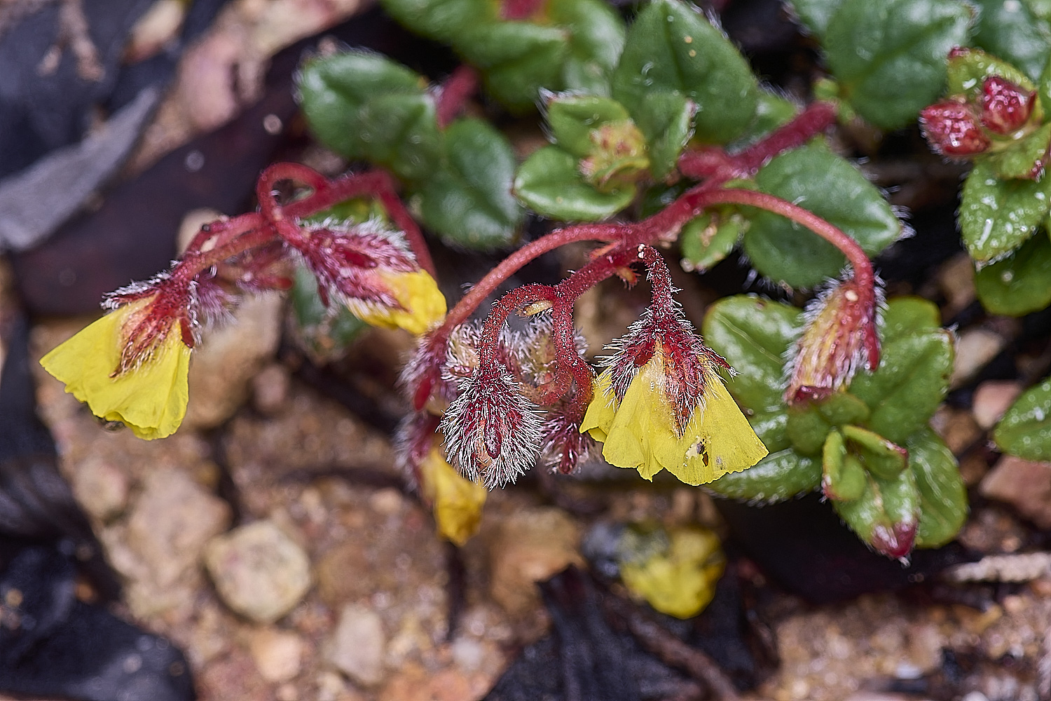 CSTVFlower29180325-1