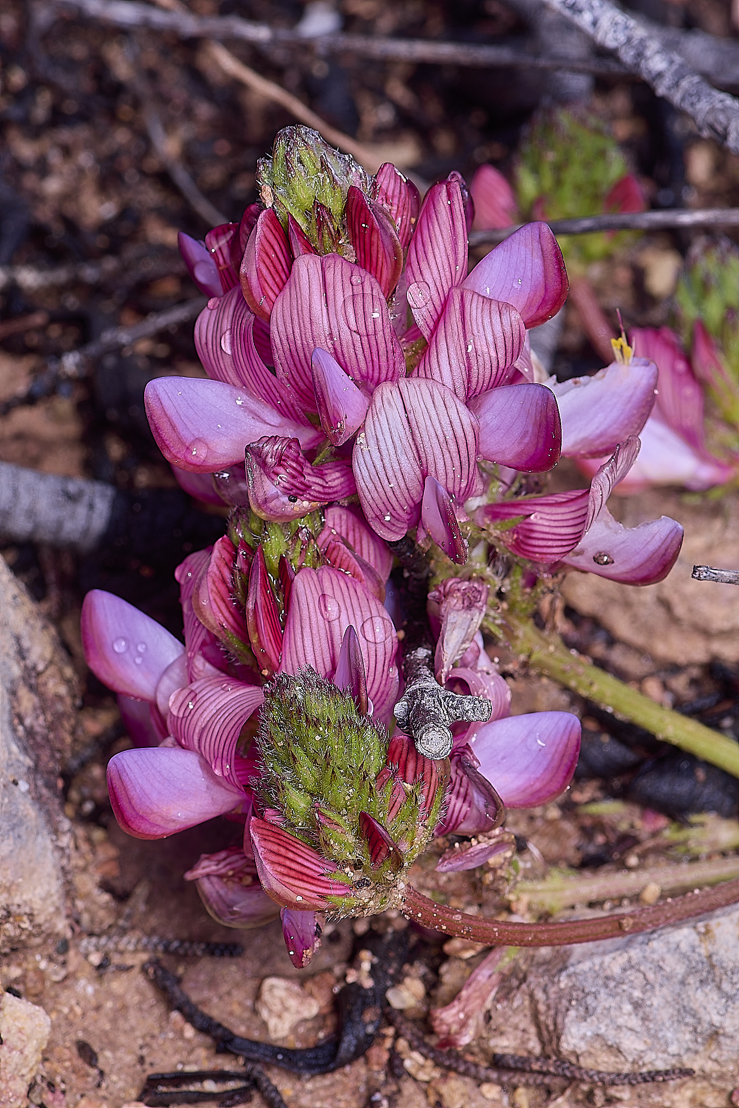 CSTVFlower30180325-1