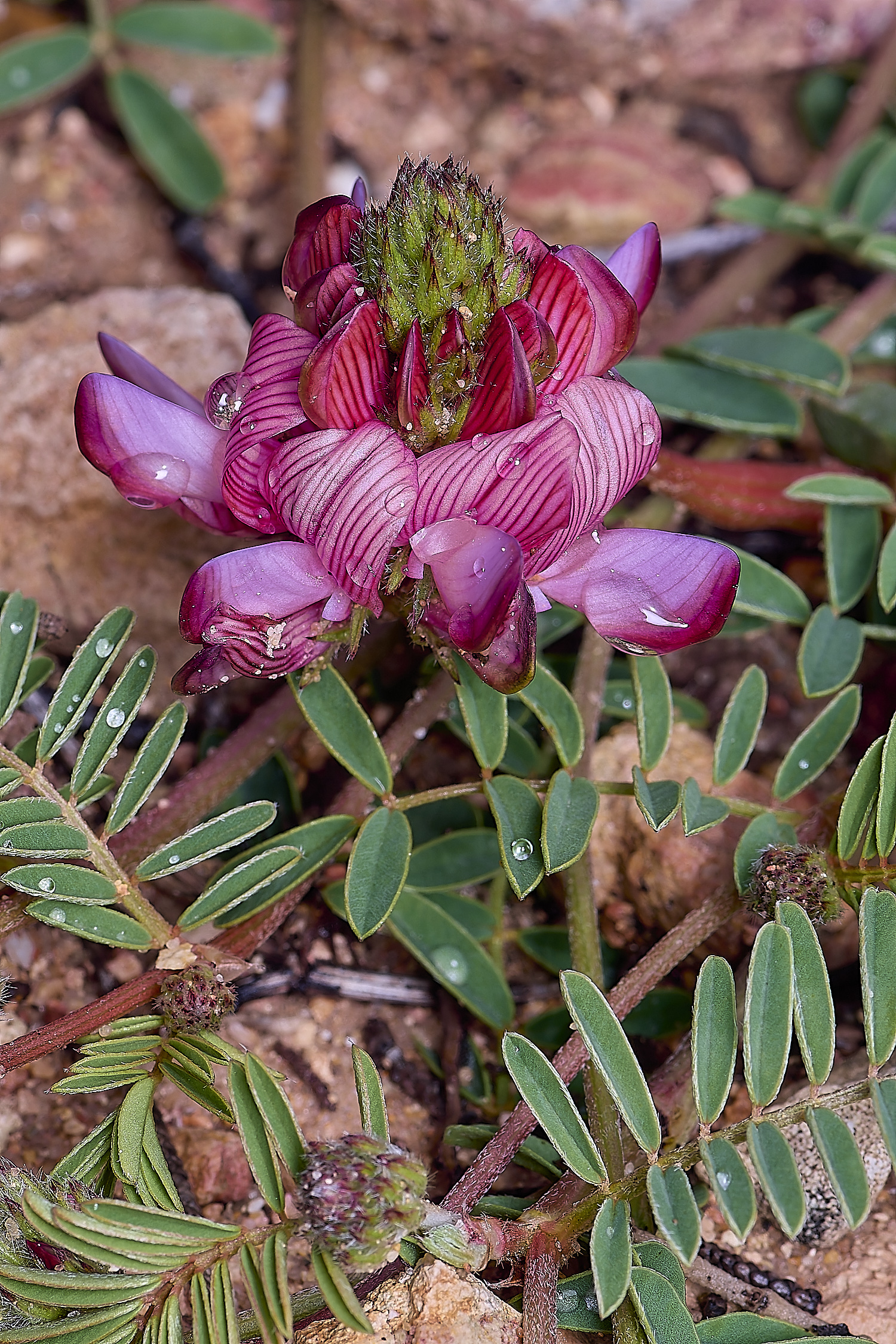 CSTVFlower30180325-2