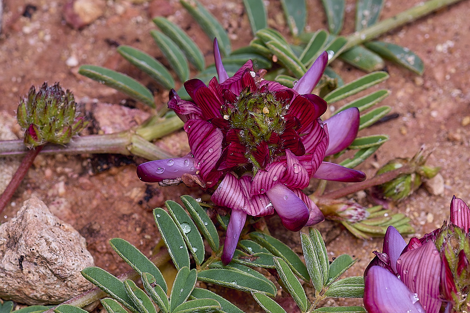 CSTVFlower30180325-3